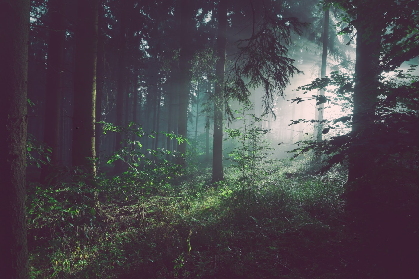 Brücke im Nebel — Sinnbild für Übergang